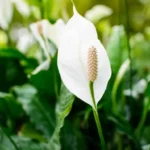 ako-hnojit-spathiphyllum-doma-3-najlepsie-hnojiva-pre-vasu-kuchynu.webp.webp