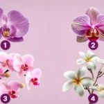 co-skryva-vasa-dusa-test-osobnosti-pri-vybere-orchidey.webp.webp