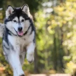 trener-poskytol-5-tipov-ako-vychovat-poslusneho-a-stastneho-psa.webp.webp